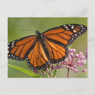 Monarch Butterfly-Männchen auf Sumpf-Milkweed Postkarte