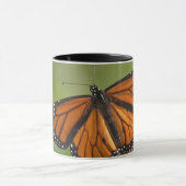 Monarch Butterfly-Männchen auf Sumpf-Milkweed Tasse (Zentrum)