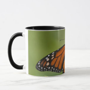 Monarch Butterfly-Männchen auf Sumpf-Milkweed Tasse