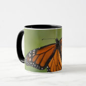 Monarch Butterfly-Männchen auf Sumpf-Milkweed Tasse (Vorderseite Links)