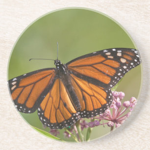 Monarch Butterfly-Männchen auf Sumpf-Milkweed Untersetzer