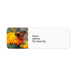 Monarch Butterfly Marigold Foto