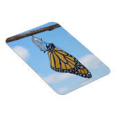 Monarch Butterfly mit Chrysalis Magnet (Rechte Seite)