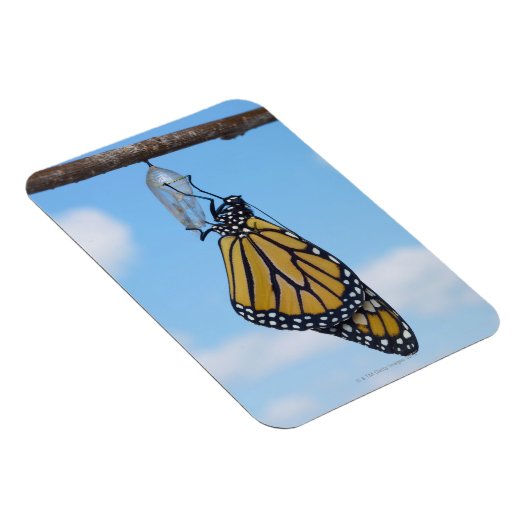 Monarch Butterfly mit Chrysalis Magnet (Rechte Seite)