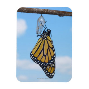 Monarch Butterfly mit Chrysalis Magnet