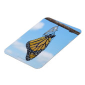 Monarch Butterfly mit Chrysalis Magnet (Linke Seite)