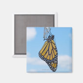 Monarch Butterfly mit Chrysalis Magnet (Vorderseite/Rückseite)