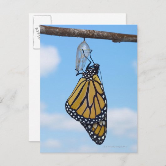 Monarch Butterfly mit Chrysalis Postkarte (Vorne/Hinten)