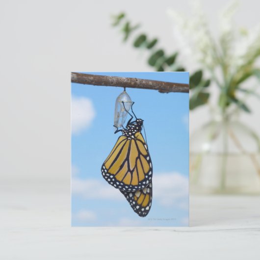 Monarch Butterfly mit Chrysalis Postkarte (Stehend Vorderseite)