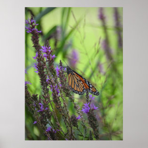 Monarch Butterfly Nah auf violetten Blumen Poster