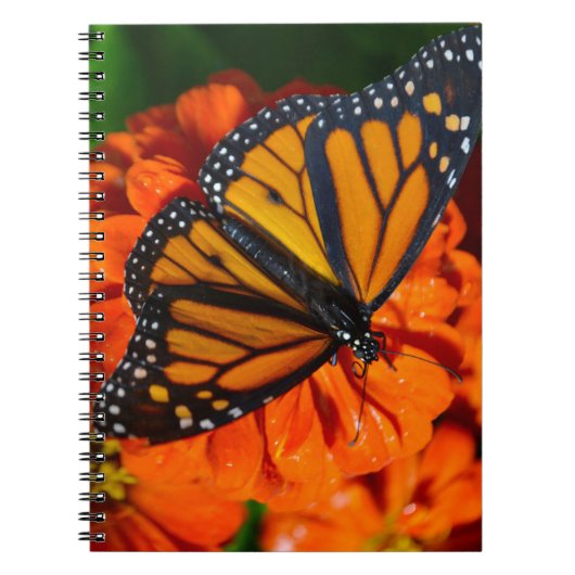 Monarch Butterfly Notizblock (Vorderseite)