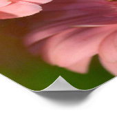 Monarch Butterfly on a Gerbera| Danaus Plexippus Poster (Ecke)
