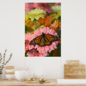 Monarch Butterfly on a Gerbera| Danaus Plexippus Poster (Küche)