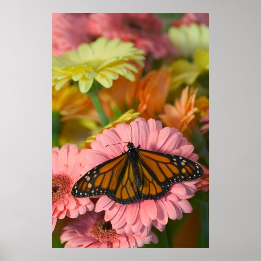 Monarch Butterfly on a Gerbera| Danaus Plexippus Poster (Vorne)
