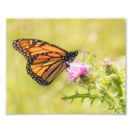Monarch Butterfly on Thistle Fotodruck (Vorne)