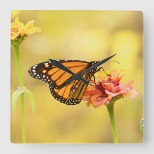 Monarch Butterfly on Zinnia Quadratische Wanduhr