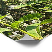 Monarch Butterfly Photo Poster (Ecke)