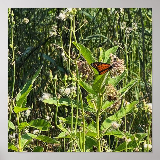 Monarch Butterfly Photo Poster (Vorne)