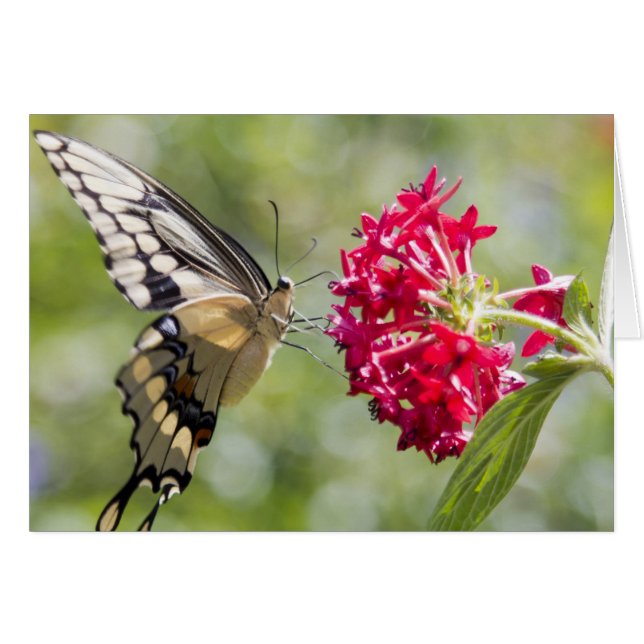 Monarch Butterfly Pink-Blume (Vorderseite (Horizontal))