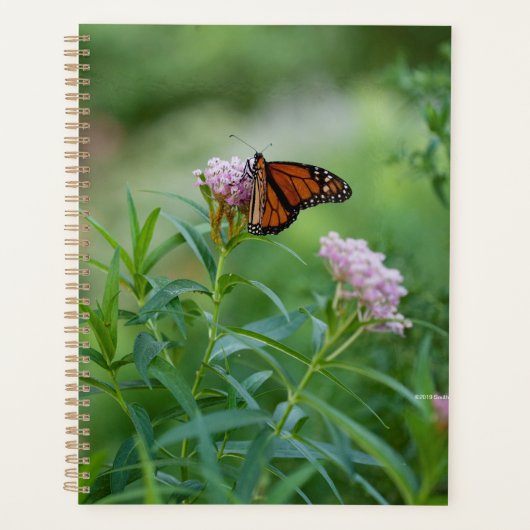 Monarch Butterfly Planer (Vorderseite)