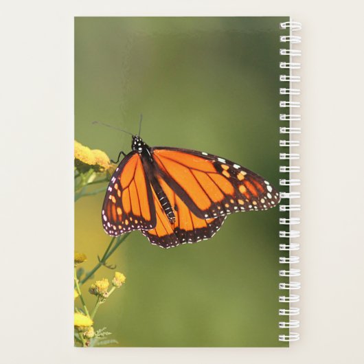 Monarch Butterfly Planer (Rückseite)