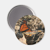 Monarch Butterfly Posing Nature Photography Magnet (Vorderseite/Rückseite)