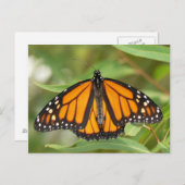 Monarch Butterfly Postcard. Postkarte (Vorne/Hinten)