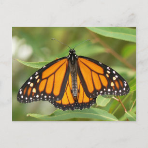 Monarch Butterfly Postcard. Postkarte