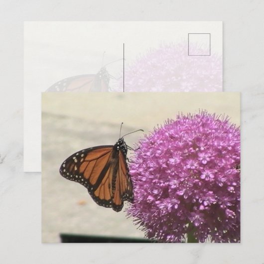 Monarch Butterfly Postcard Postkarte (Vorne/Hinten)