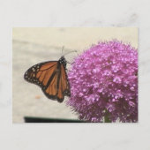 Monarch Butterfly Postcard Postkarte (Vorderseite)