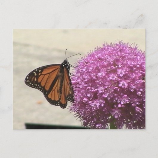 Monarch Butterfly Postcard Postkarte (Vorderseite)