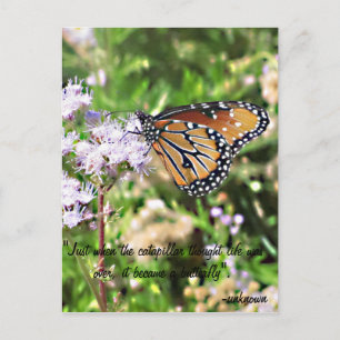 Monarch Butterfly Postcard Postkarte
