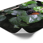 Monarch Butterfly Poster (Ecke)