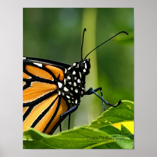 Monarch Butterfly Poster (Vorne)