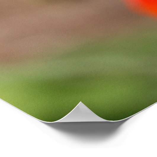 Monarch Butterfly Poster (Ecke)