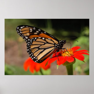 Monarch Butterfly Poster