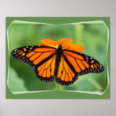 Monarch Butterfly Poster (Vorne)
