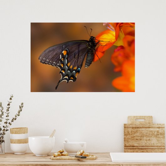 Monarch Butterfly Poster (Küche)