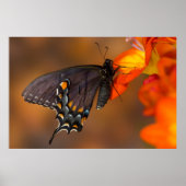 Monarch Butterfly Poster (Vorne)