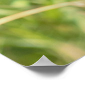 Monarch Butterfly Poster (Ecke)