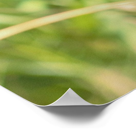 Monarch Butterfly Poster (Ecke)