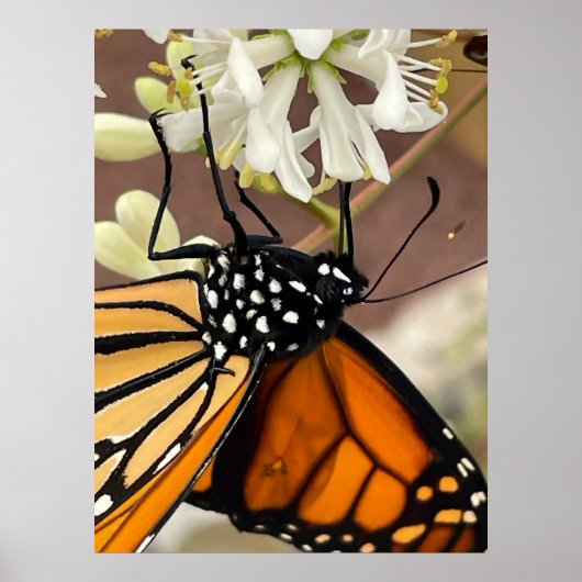 Monarch Butterfly Poster (Vorne)