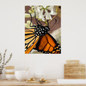 Monarch Butterfly Poster (Küche)