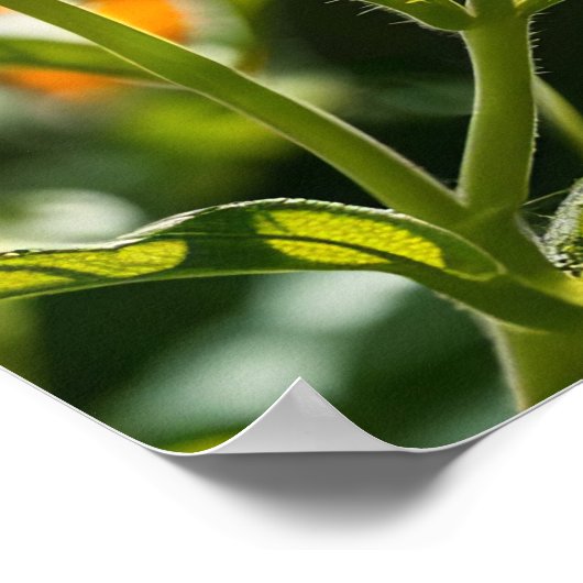 Monarch Butterfly Poster (Ecke)