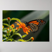 Monarch Butterfly Poster (Vorne)