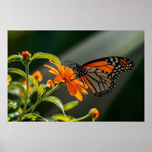 Monarch Butterfly Poster (Vorne)