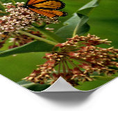 Monarch Butterfly Poster (Ecke)