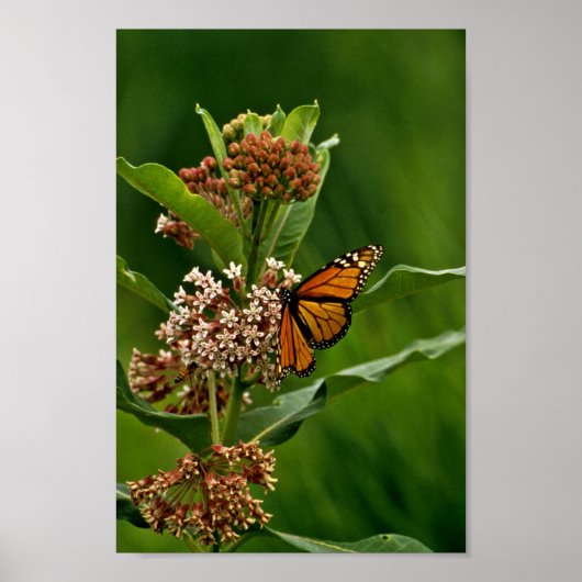 Monarch Butterfly Poster (Vorne)