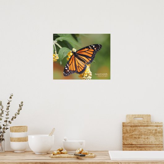 Monarch Butterfly Poster (Küche)