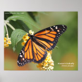 Monarch Butterfly Poster (Vorne)